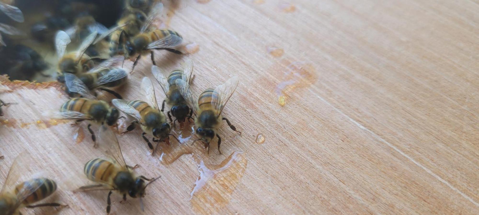 La Maison De L'Abeille De Percey Longeau-Percey Exteriör bild